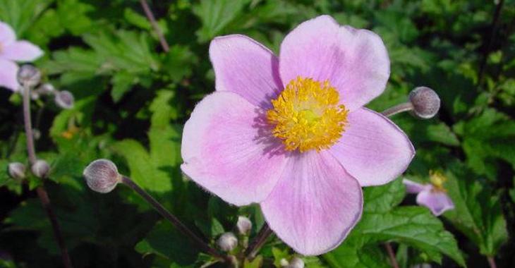 Anemone hupehensis 'September Charm'